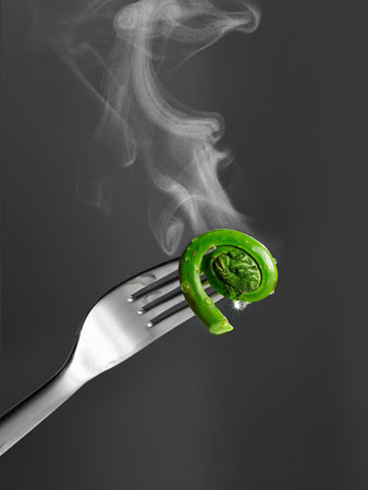 Fiddleheads46908 V2blog