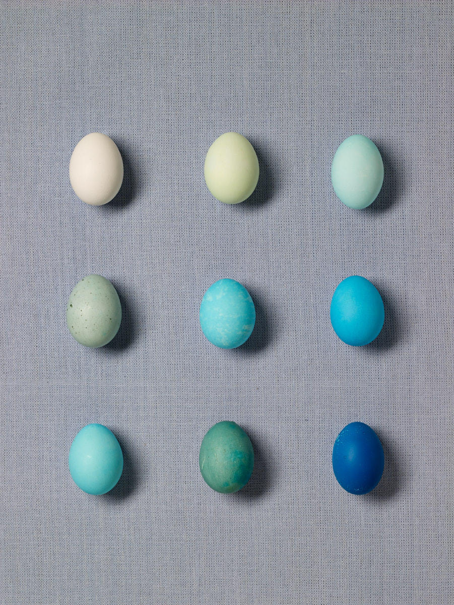 Portfolio_BlueEggs62474